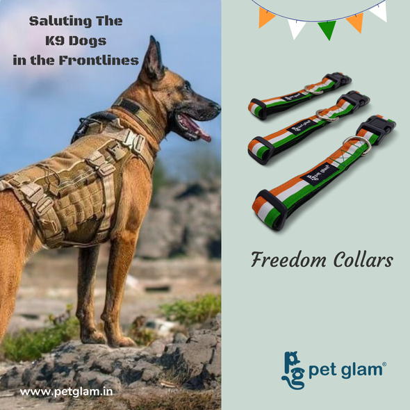 Pet Glam Freedom Collar (Pack of 2)